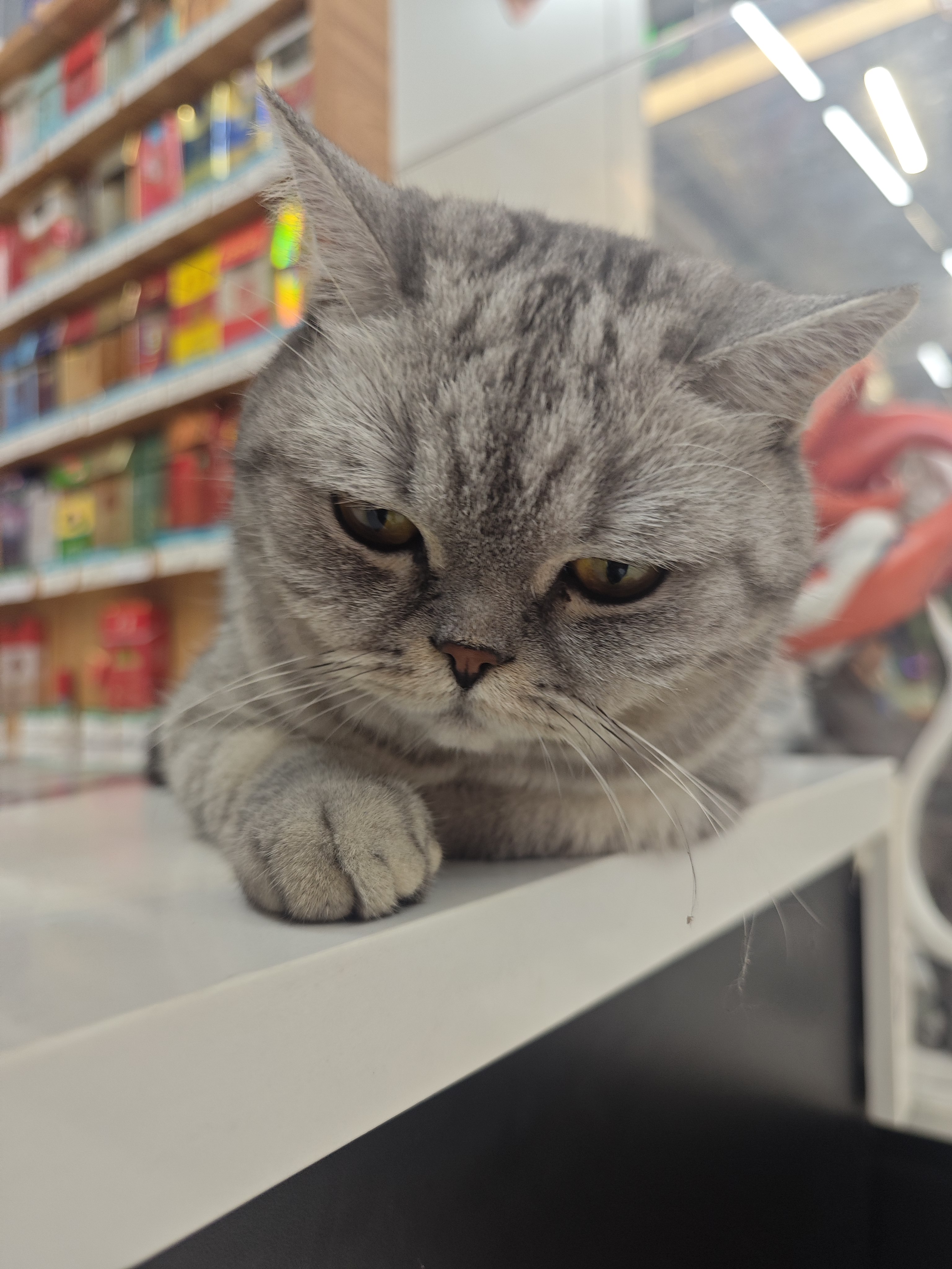 很萌的小猫